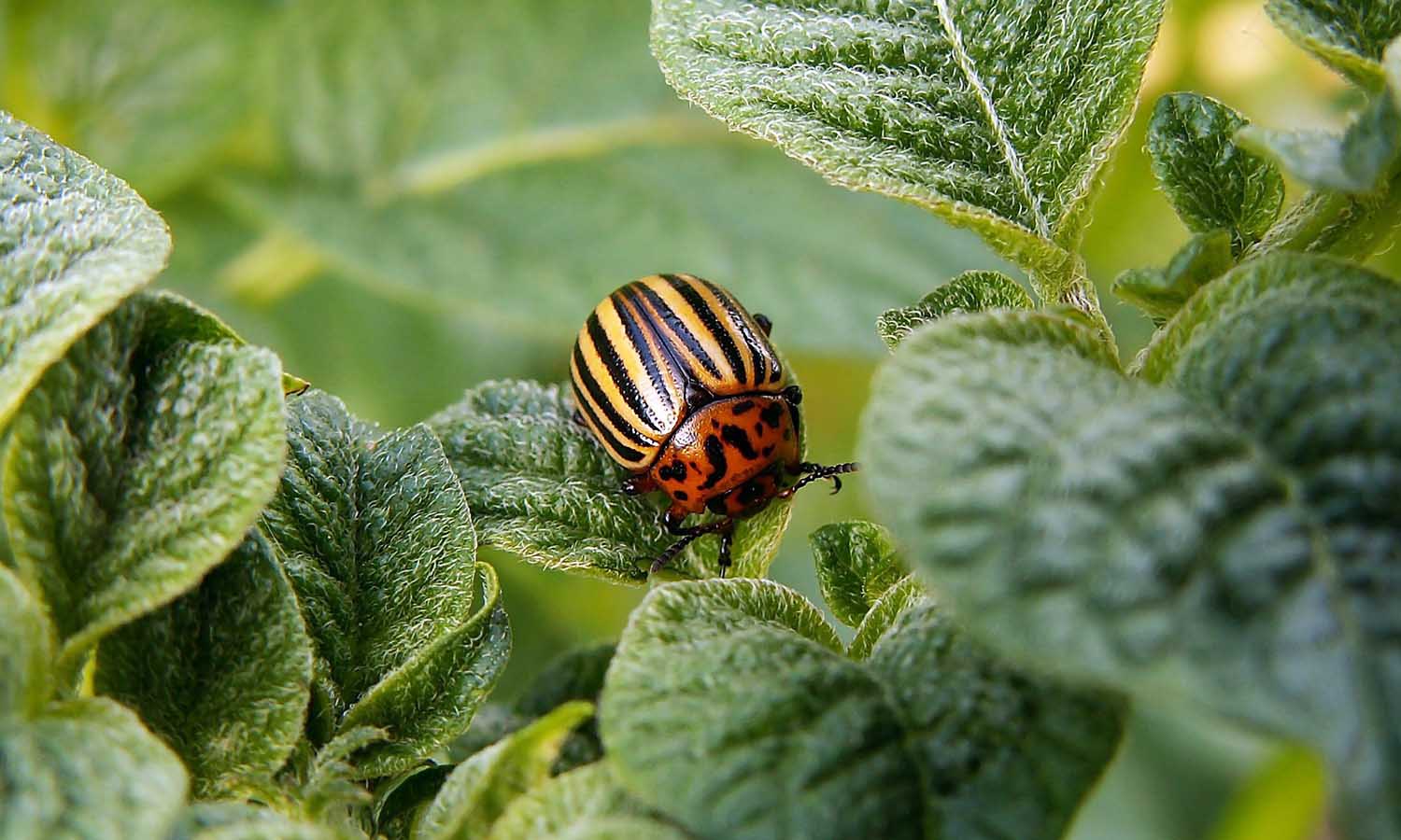 Image by Zdeněk Chalupský from Pixabay